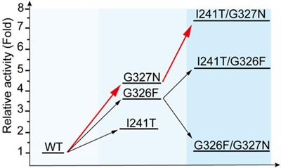 Highly efficient production of rebaudioside D enabled by structure-guided engineering of bacterial glycosyltransferase YojK